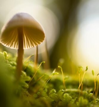 selective focus photograph of mushroom