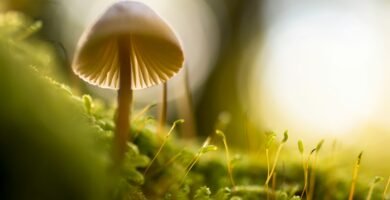 selective focus photograph of mushroom