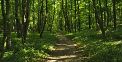 green grass and brown trees during daytime